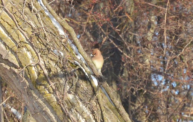 A Cedar Waxwing at Schoolhouse Ridge North.