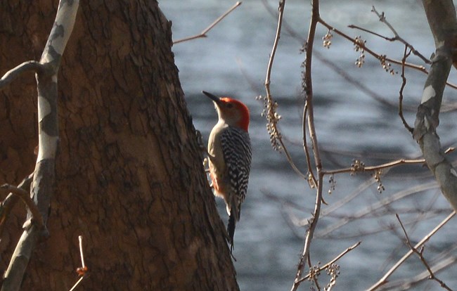 Side profile of a Red-bellied Woodpecker hooked into a tree trunk. You can see their white belly and red capped head.