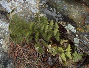 Woolly lip fern