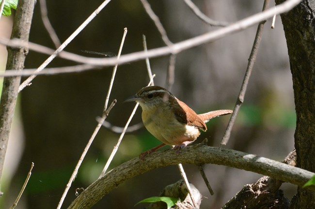 A Carolina Wren sitting on a tree branch on Virginius Island looking at something.