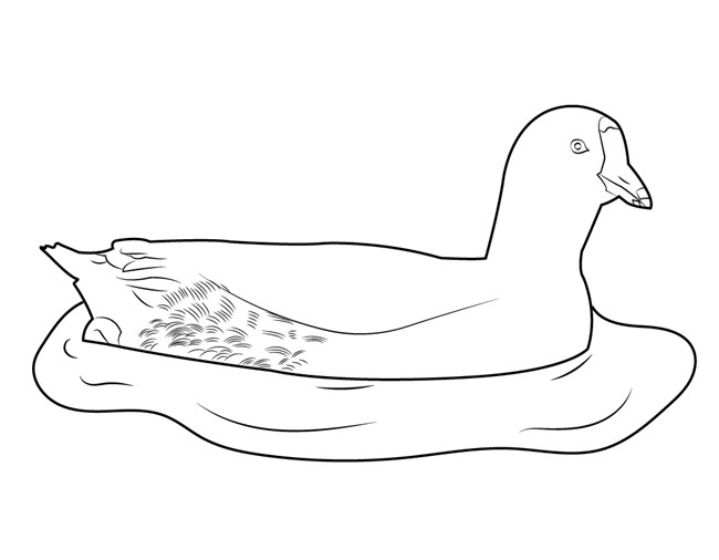 A black and white drawing of a American Coot