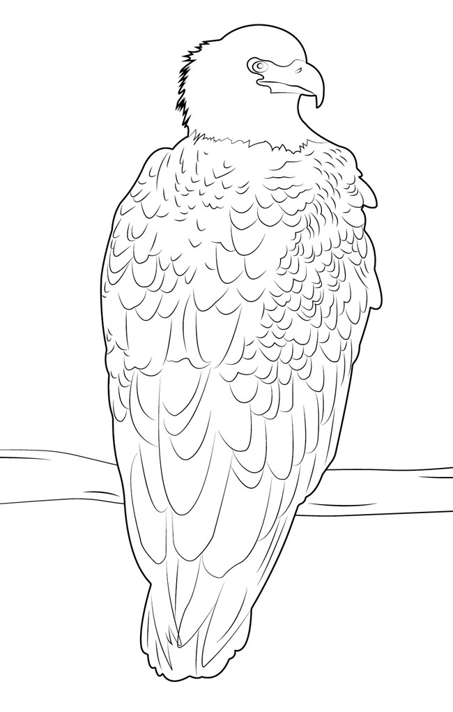 A black and white drawing of a Bald Eagle