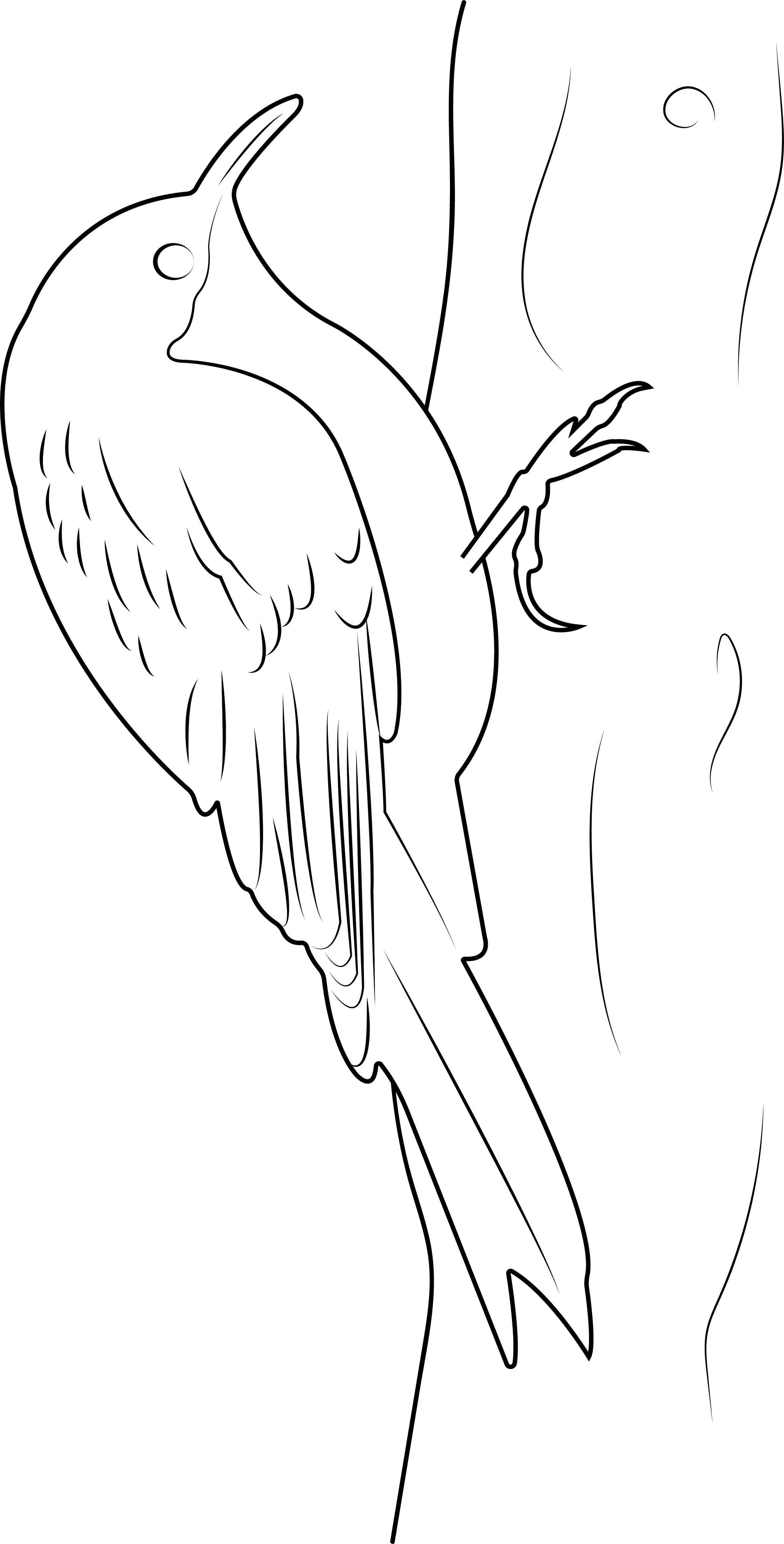 Treecreepers Harpers Ferry National Historical Park (U.S. National