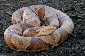 Northern Copperhead Northern Copperhead