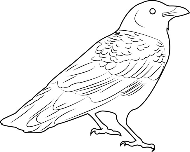 A black and white drawing of an American Crow