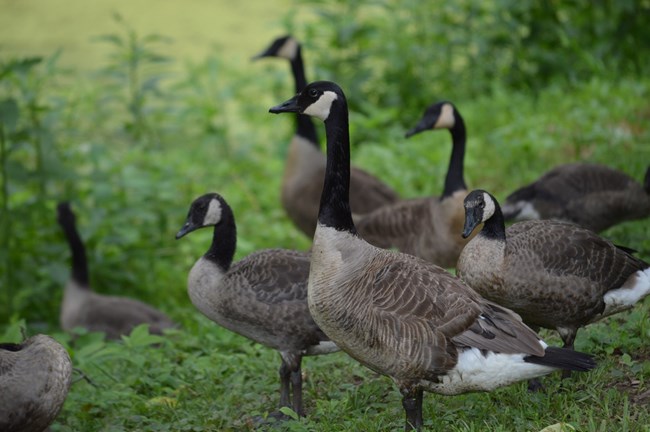 A gaggle of Canada Geese in the grass standing in a group. They are all facing the same direction and acting like they are looking at something very intently.