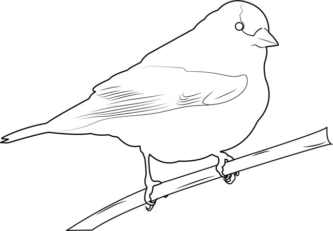 A black and white drawing of an American Goldfinch