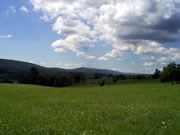 grasses growing in a field