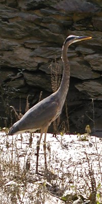 Great Blue Heron Great Blue Heron