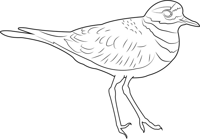 A black and white drawing of a Killdeer