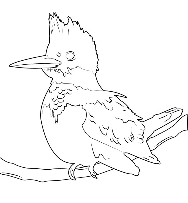 A black and white drawing of a Belted Kingfisher