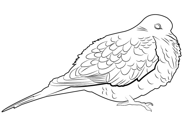 A black and white drawing of a Mourning Dove