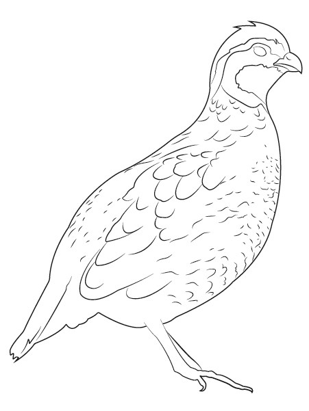 Featured image of post How To Draw A Quail Easy The drawing made easy series introduces budding artists to the fundamentals of pencil drawing