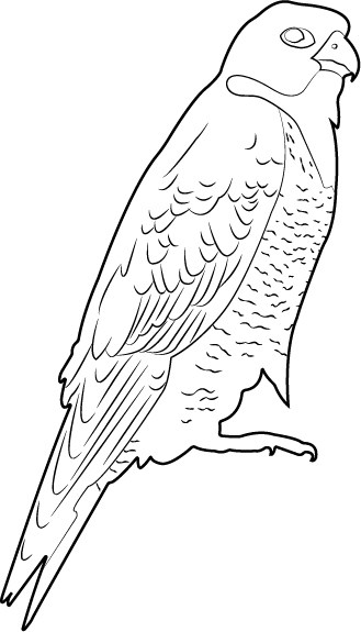 A black and white drawing of a Peregrine Falcon
