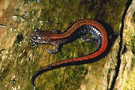red-backed salamander red-backed salamander