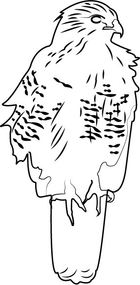 A black and white drawing of a Red-Shouldered Hawk