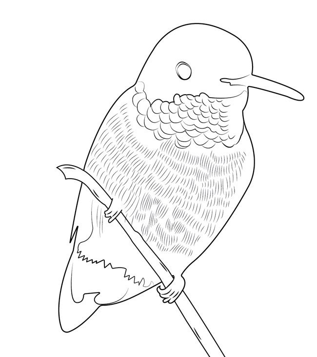 A black and white drawing of a Ruby-throated Hummingbird