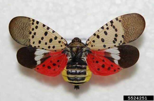 Insect with a yellow and black body and red, white, and tan wings.