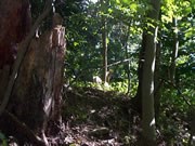 Common vegetation on Maryland Heights