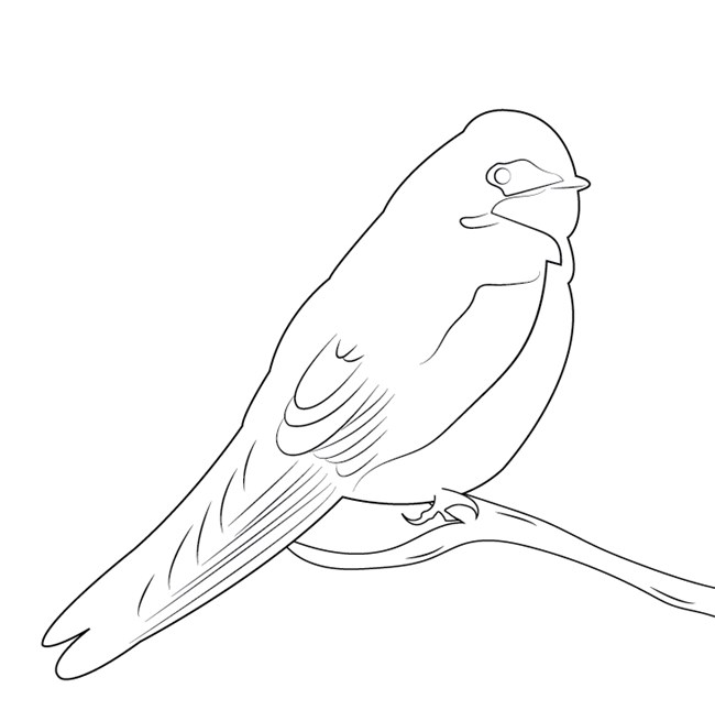 A black and white drawing of a Tree Swallow
