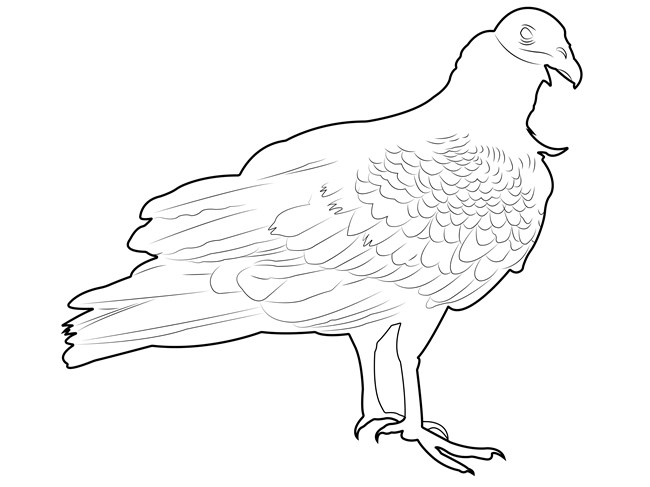 A black and white drawing of a Turkey Vulture