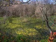Wetland Wetland