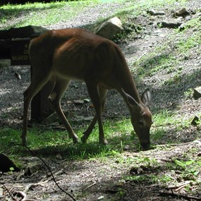 White-tailed deer