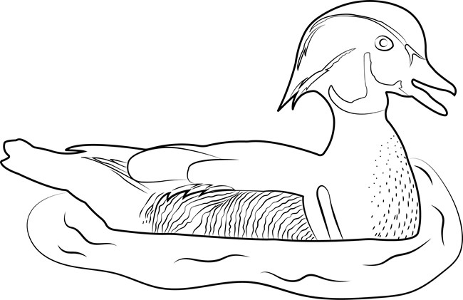 A black and white drawing of a Wood Duck
