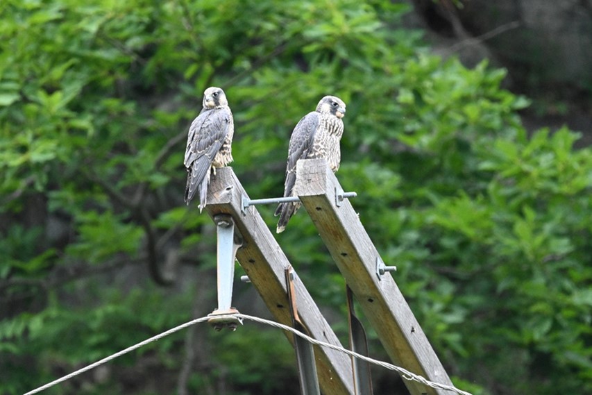 2023 peregrine falcon fledglings. The third fledgling is not visible. Two young falcons sit on the top of a bridge.