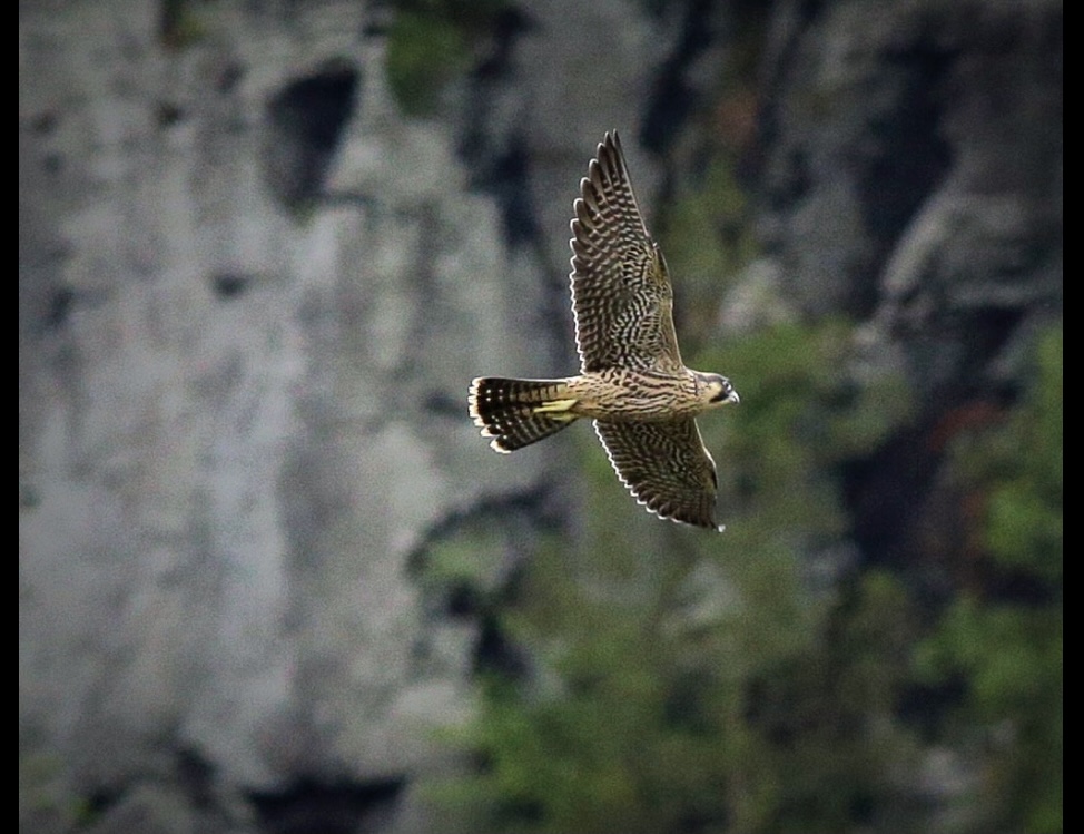 young peregrine falcon in flight