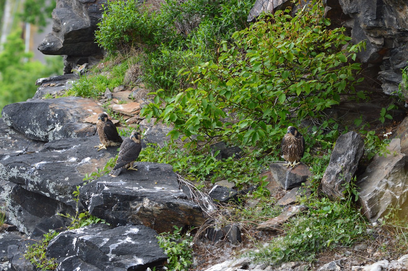 Three peregrine falcon fledglings on rocks