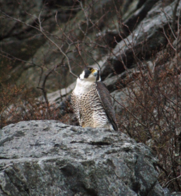 Peregrine falcon on a rock ledge with leafless trees behind it.