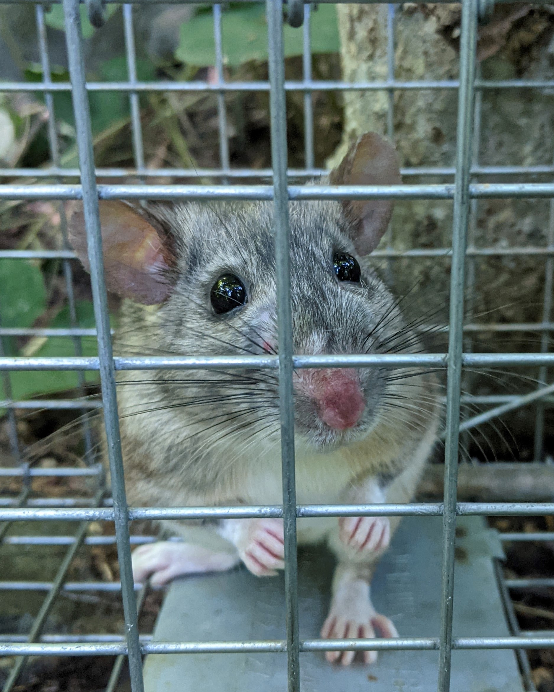Gray and white mottled rodent with large ears, long feet, and long whiskers