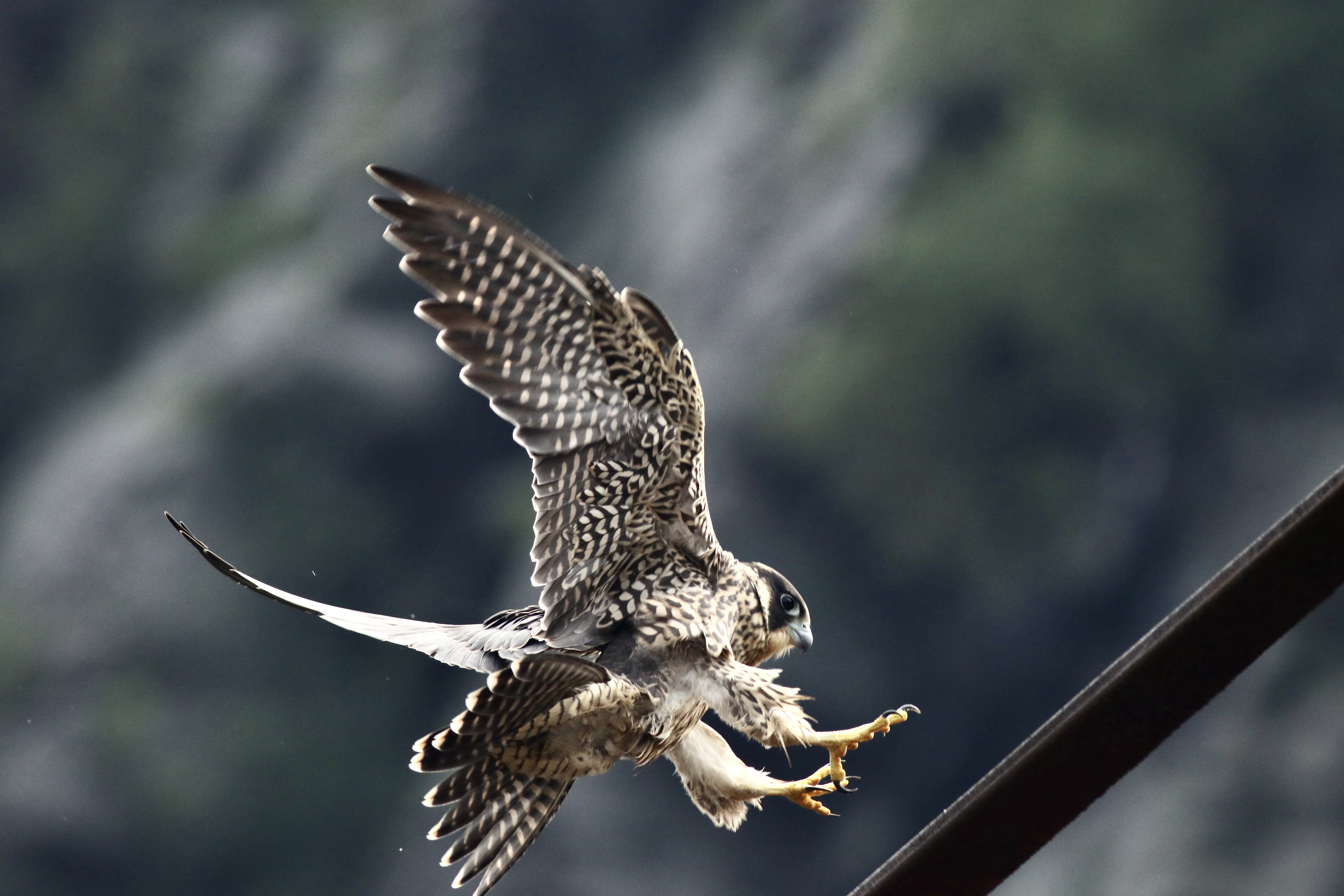 A juvenile peregrine falcon lands on a metal railing.