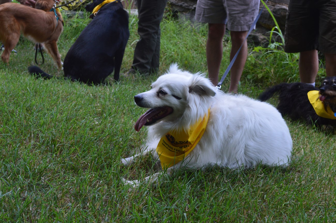 Long haired white dog wearing yellow bandana lays on the grass