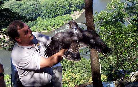 Peregrine falcon is fitted with a transmitter. Peregrine falcon is fitted with a transmitter.