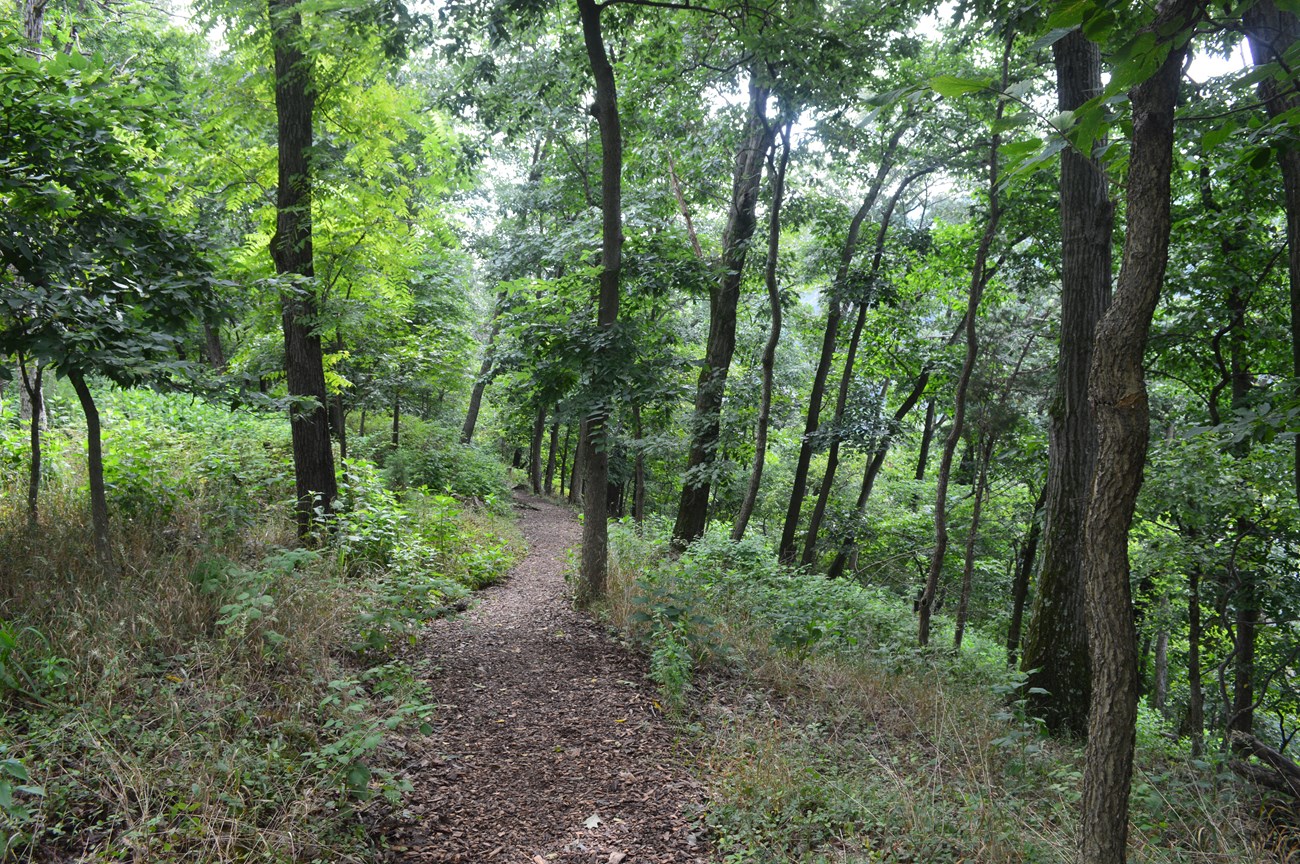 Worn trail going through a forest of trees.