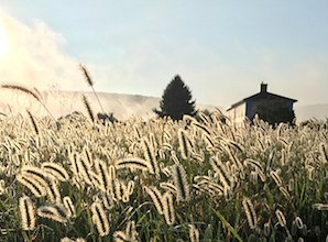 close up of grain growing on the farm, the farmhouse and mountains barely peek over the grasses