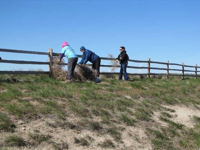 people gathering tumbleweeds off fence