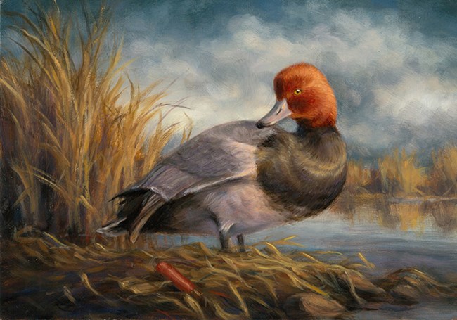 2016 junior duck stamp Idaho entry artwork for Idaho Junior Duck stamp 2016, reddish headed duck at water's edge with cattail and grasses painted by child