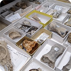 A shallow drawer inside a collections cabinet contains smaller trays filled with fossil fragments.
