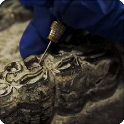 A close-up photograph of a fossil horse's jaw and teeth. A gloved hand holds a pen-shaped tool to one of the teeth.