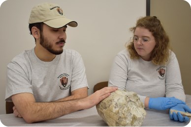 Park staff sit at a table examining the large tusk of a mastodon