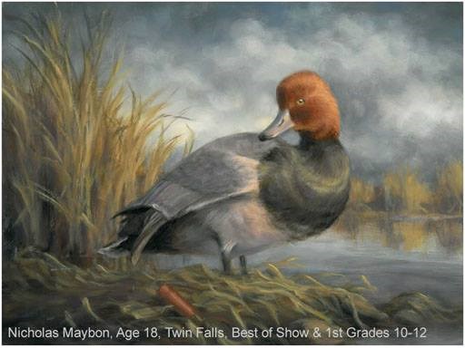 idaho junior duck duck stamp artwork 2016 artwork showing red headed duck looking over its shoulder