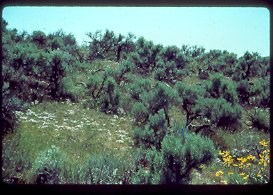 Sagebrush Sagebrush