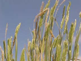 Crested Wheatgrass Crested Wheatgrass