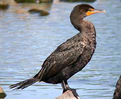 cormorant hagerman