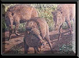 Extinct Peccary Extinct Peccary