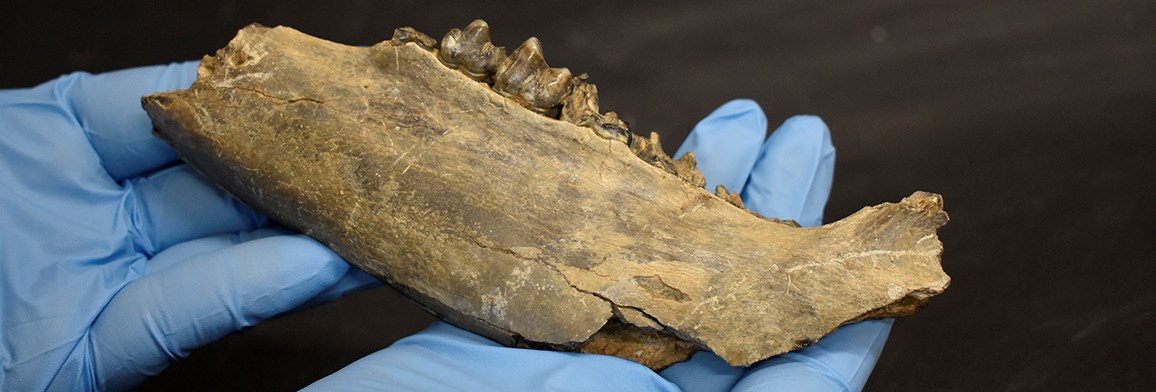 Blue-gloved hands hold the fossil jaw of an ancient peccary