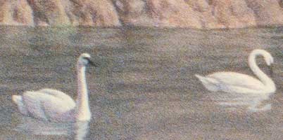 Hibbard's Swan Hibbard's Swan